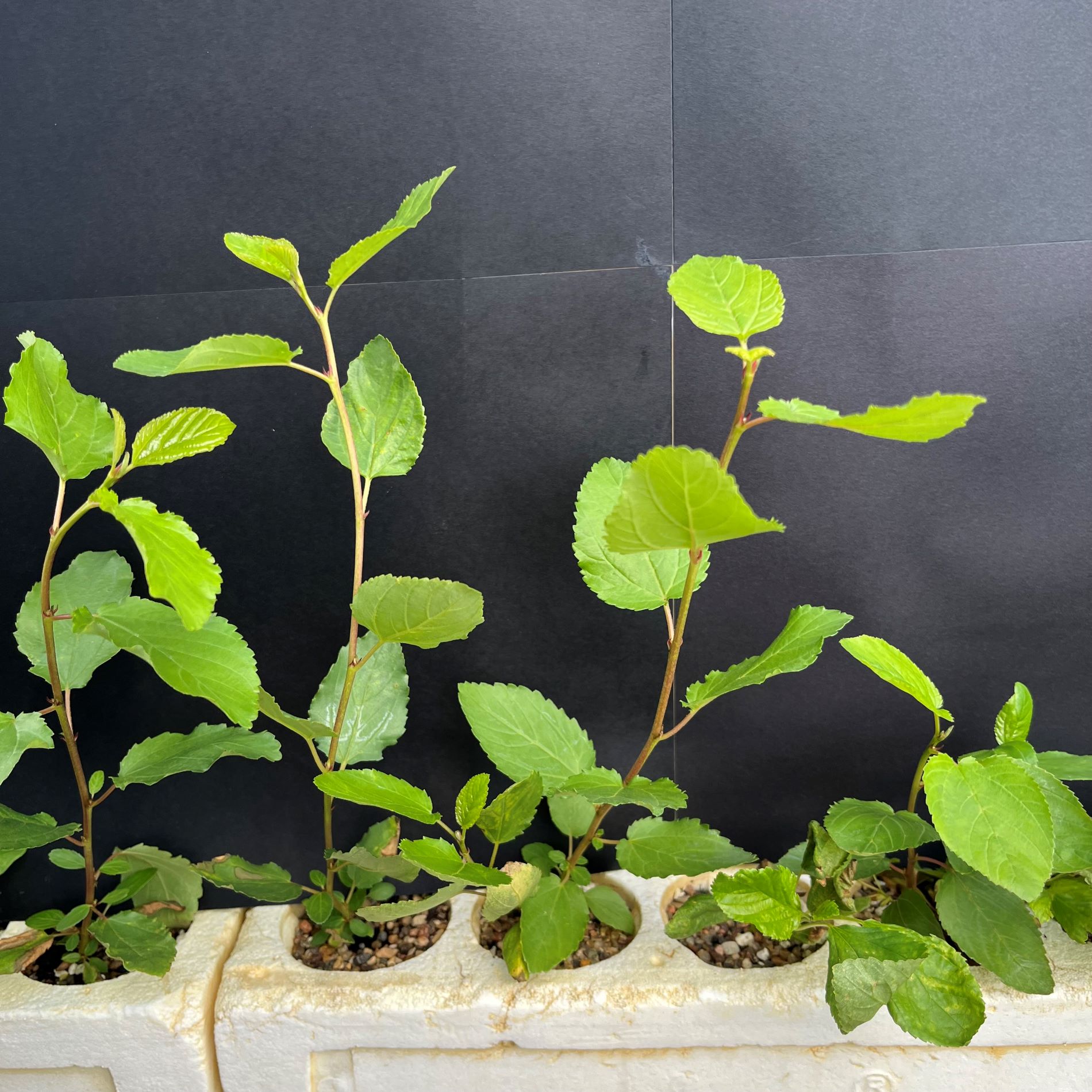 Ceanothus, Redstem (20 cui Shrub)