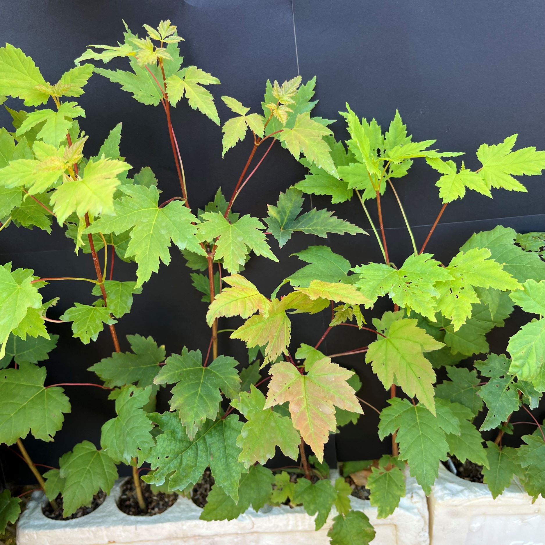 Maple, Rocky Mountain (20 cui Shrub)