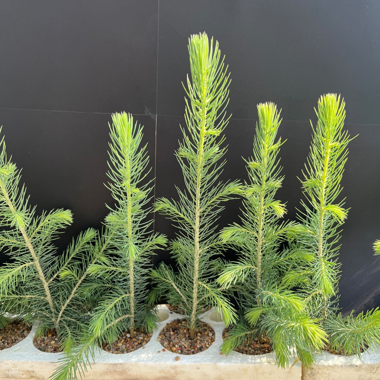 Spruce, Engelmann (5 cui Conifer)
