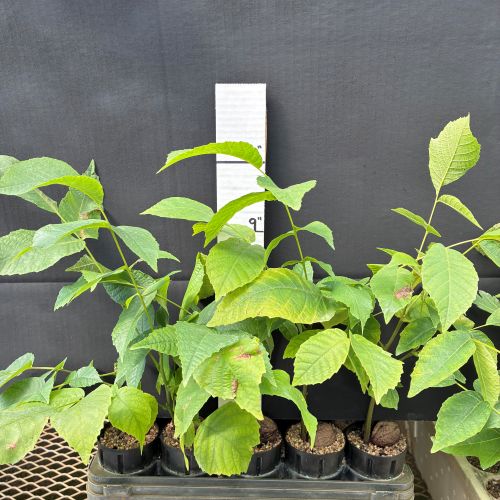 Walnut, English (20 cui Deciduous)