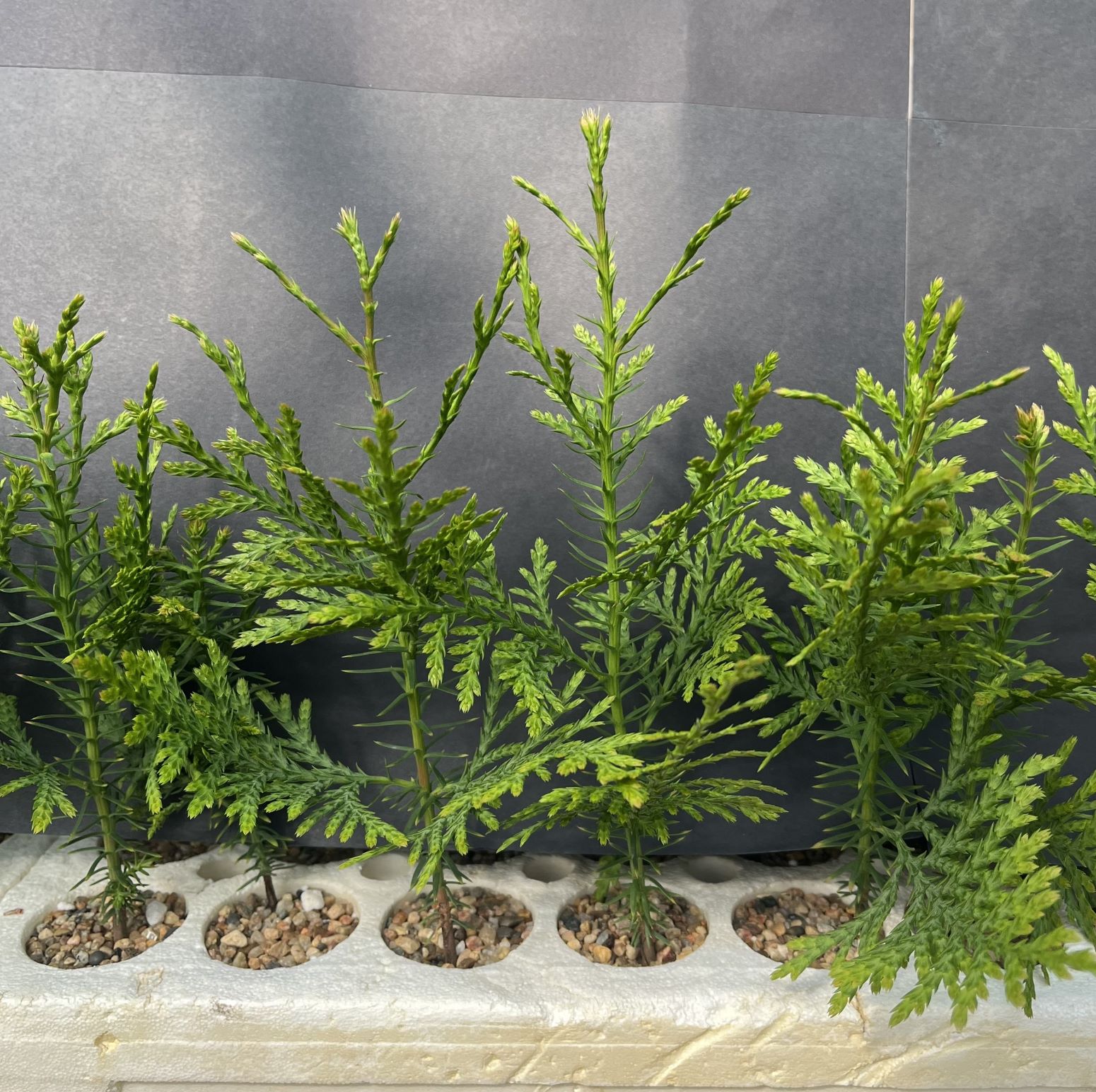 Cedar, Western Red (8 cui Conifer)