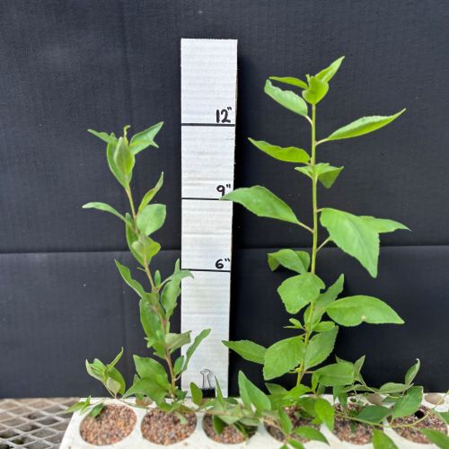 Cherry, Bitter (20 cui Shrub)