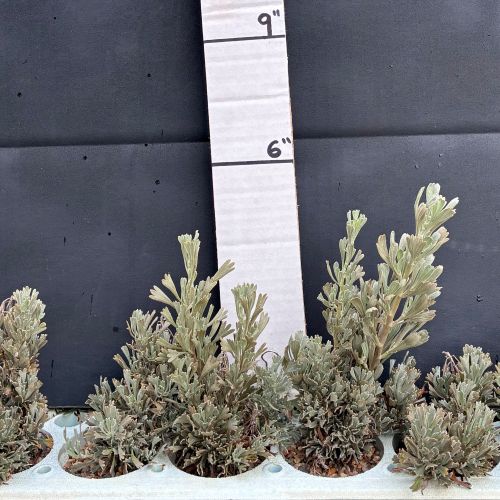 Sagebrush, Wyoming Big (20 cui Shrub)