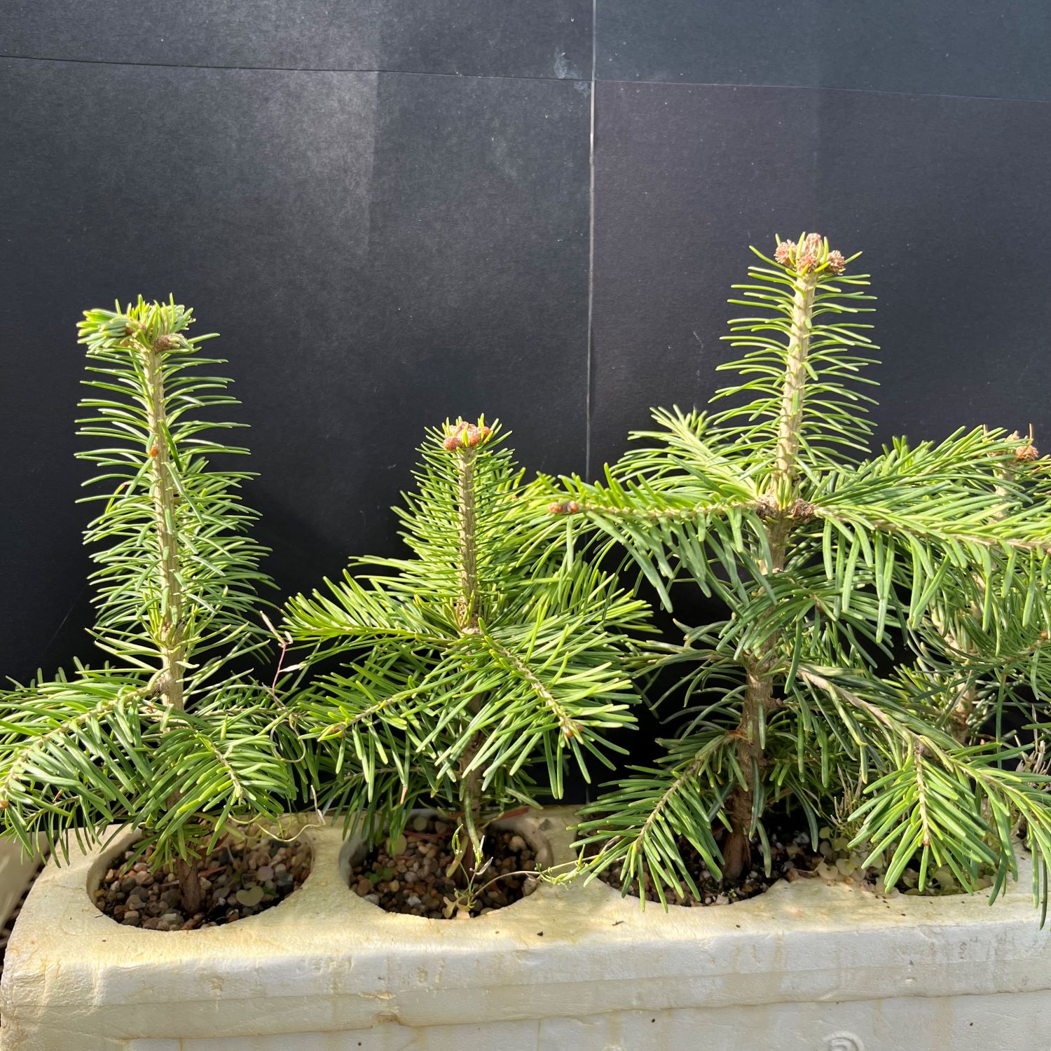 Fir, Corkbark (20 cui Conifer)