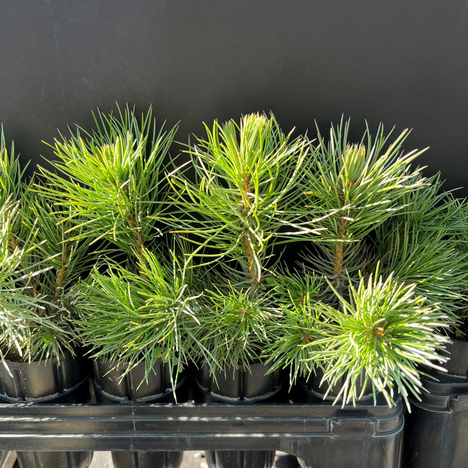 Pine, Bristlecone (20 cui Conifer)