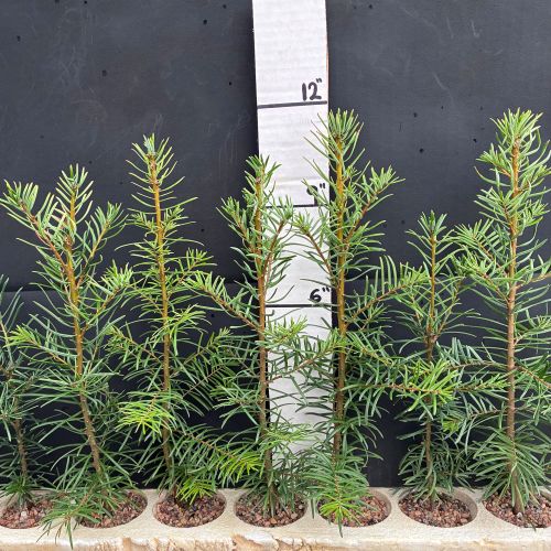 Fir, Grand (20 cui Conifer)