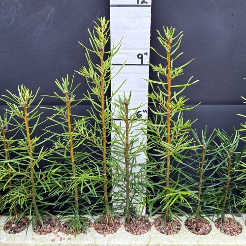 Fir, Grand (8 cui Conifer)