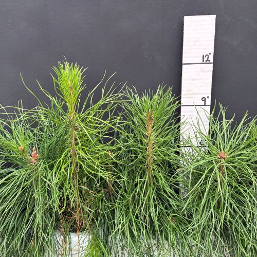 Pine, Scotch (20 cui Conifer)