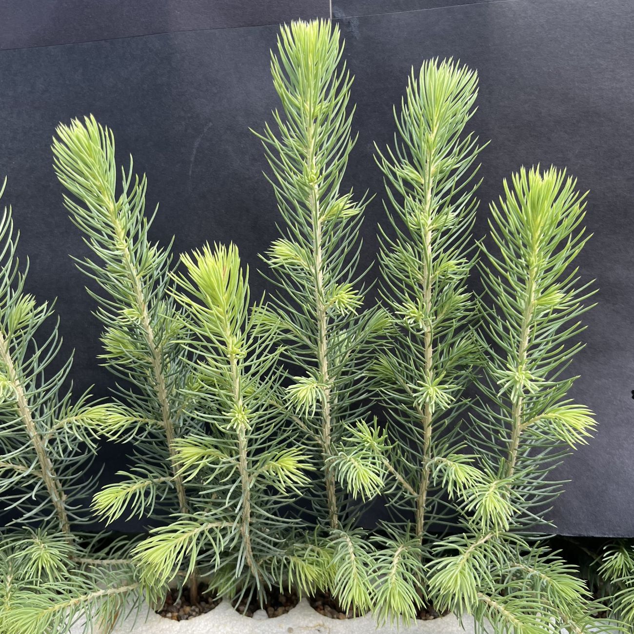 Spruce, Blue (5 cui Conifer)