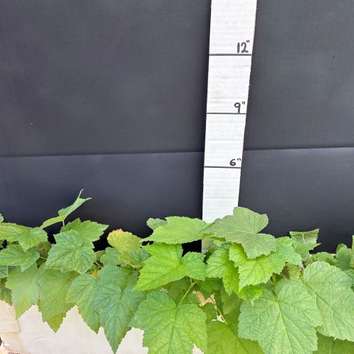 Thimbleberry (20 cui Shrub)