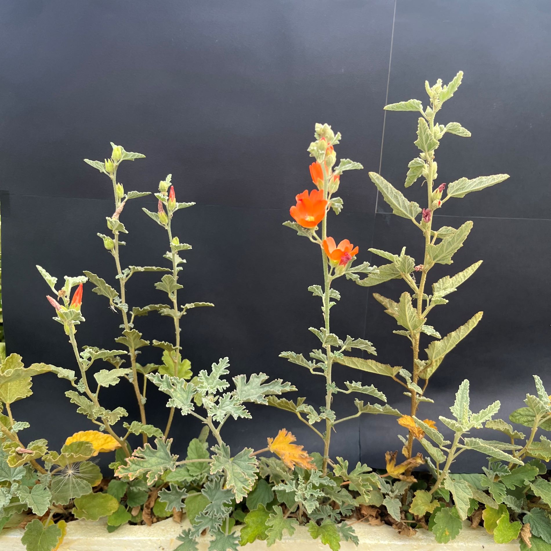 Globemallow, Munro's (20 cui Forb)