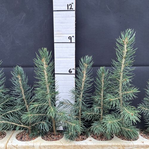 Spruce, Green (20 cui Conifer)