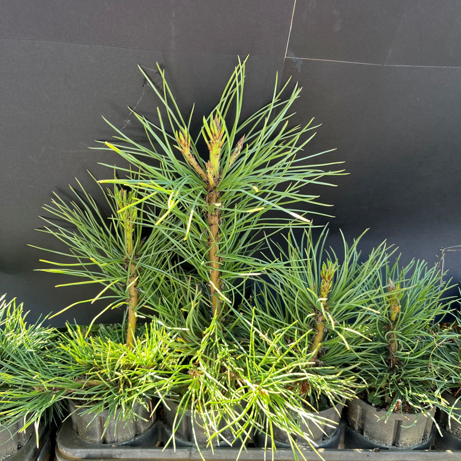 Pine, Limber (20 cui Conifer)