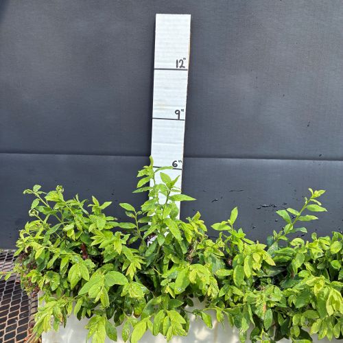 Huckleberry, Oval Leaf (20 cui Shrub)