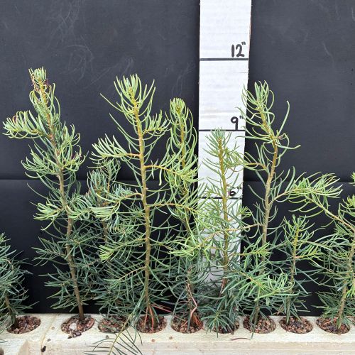 Fir, Concolor (8 cui Conifer)
