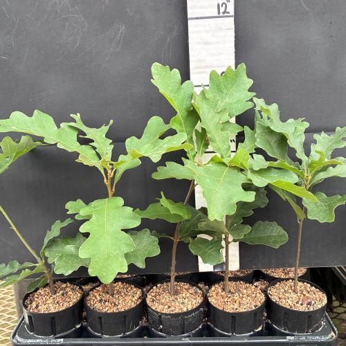 Oak, Bur-Gambel (20 cui Deciduous)