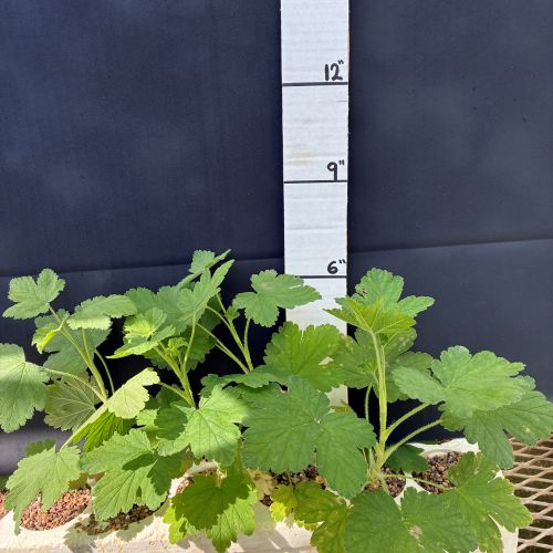 Currant, Sticky (20 cui Shrub)