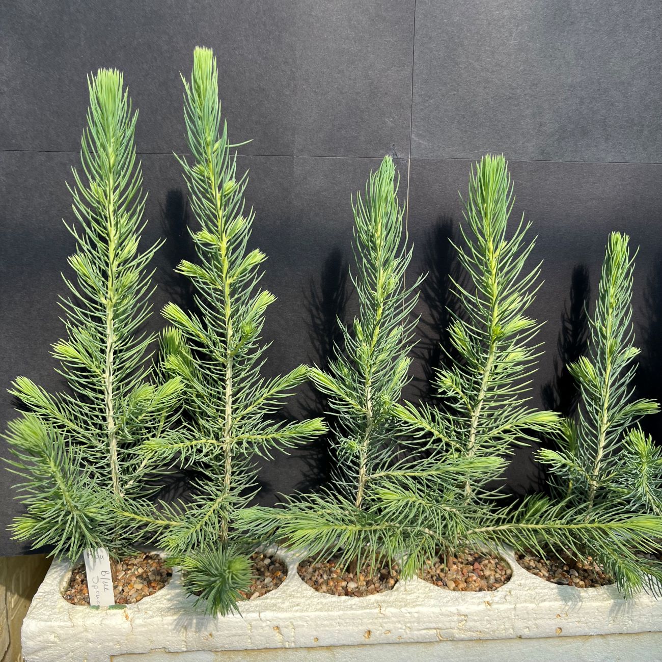 Spruce, Blue (20 cui Conifer)