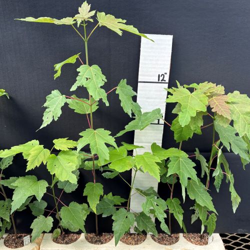 Maple, Red-Silver (20 cui Shrub)