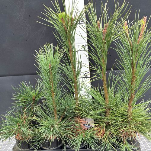 Pine, Limber (20 cui Conifer)