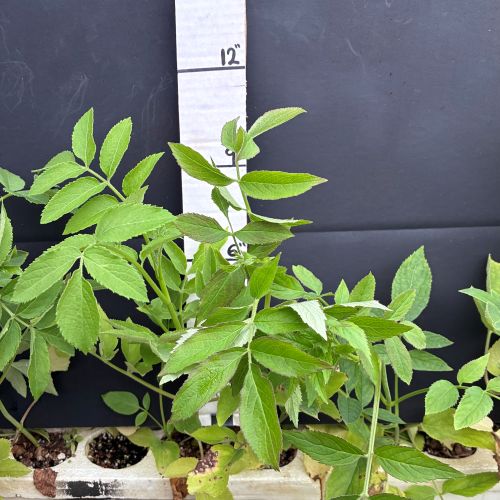 Elderberry, Blue (20 cui Shrub)