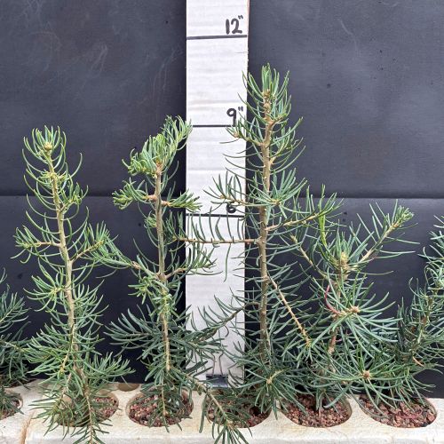 Fir, Concolor (20 cui Conifer)