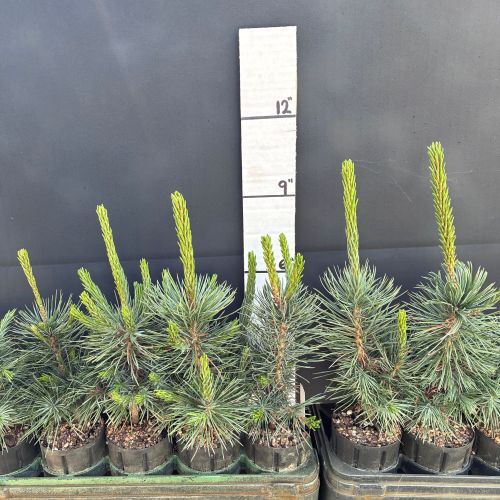 Pine, Great Basin Bristlecone (20 cui Conifer)