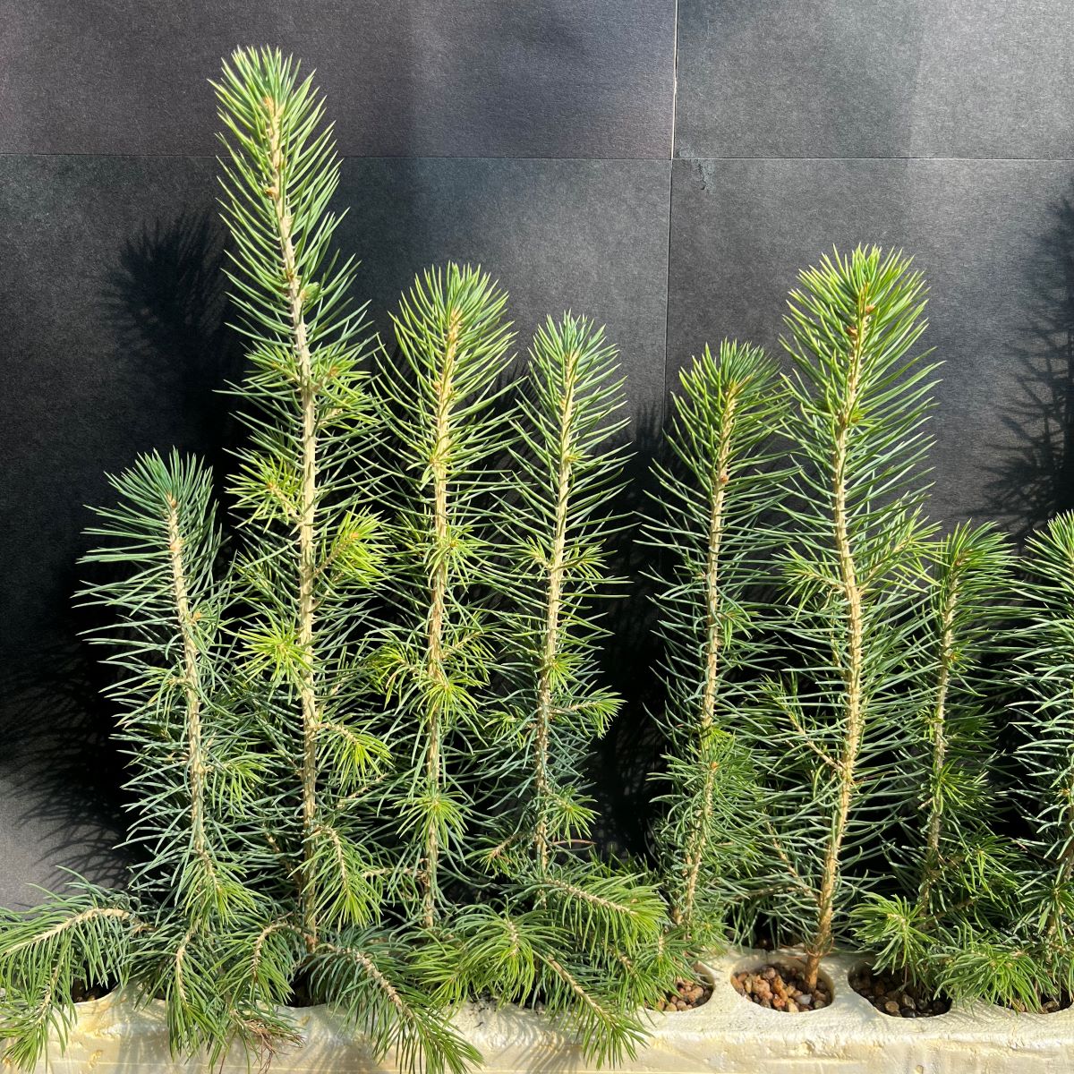 Spruce, Engelmann (5 cui Conifer)