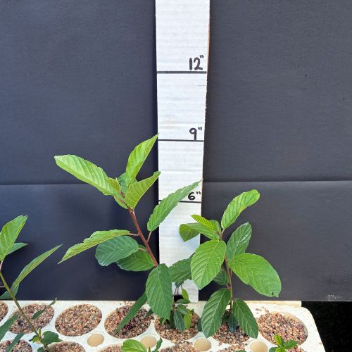 Buckthorn, Cascara (20 cui Shrub)