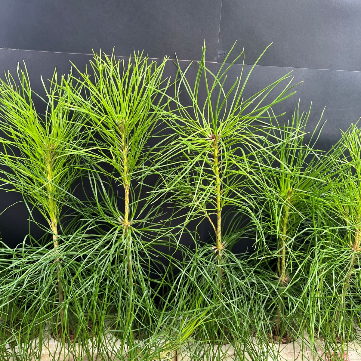 Pine, Lodgepole (20 cui Conifer)