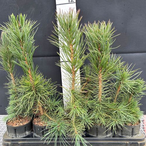 Pine, Rocky Mt. Bristlecone (20 cui Conifer)