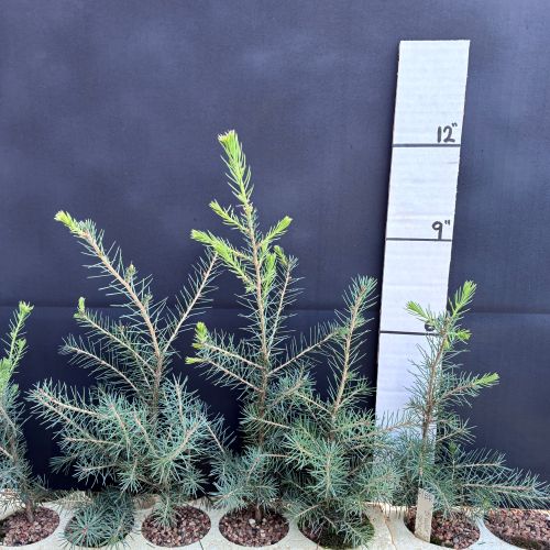 Spruce, Brewer (20 cui Conifer)