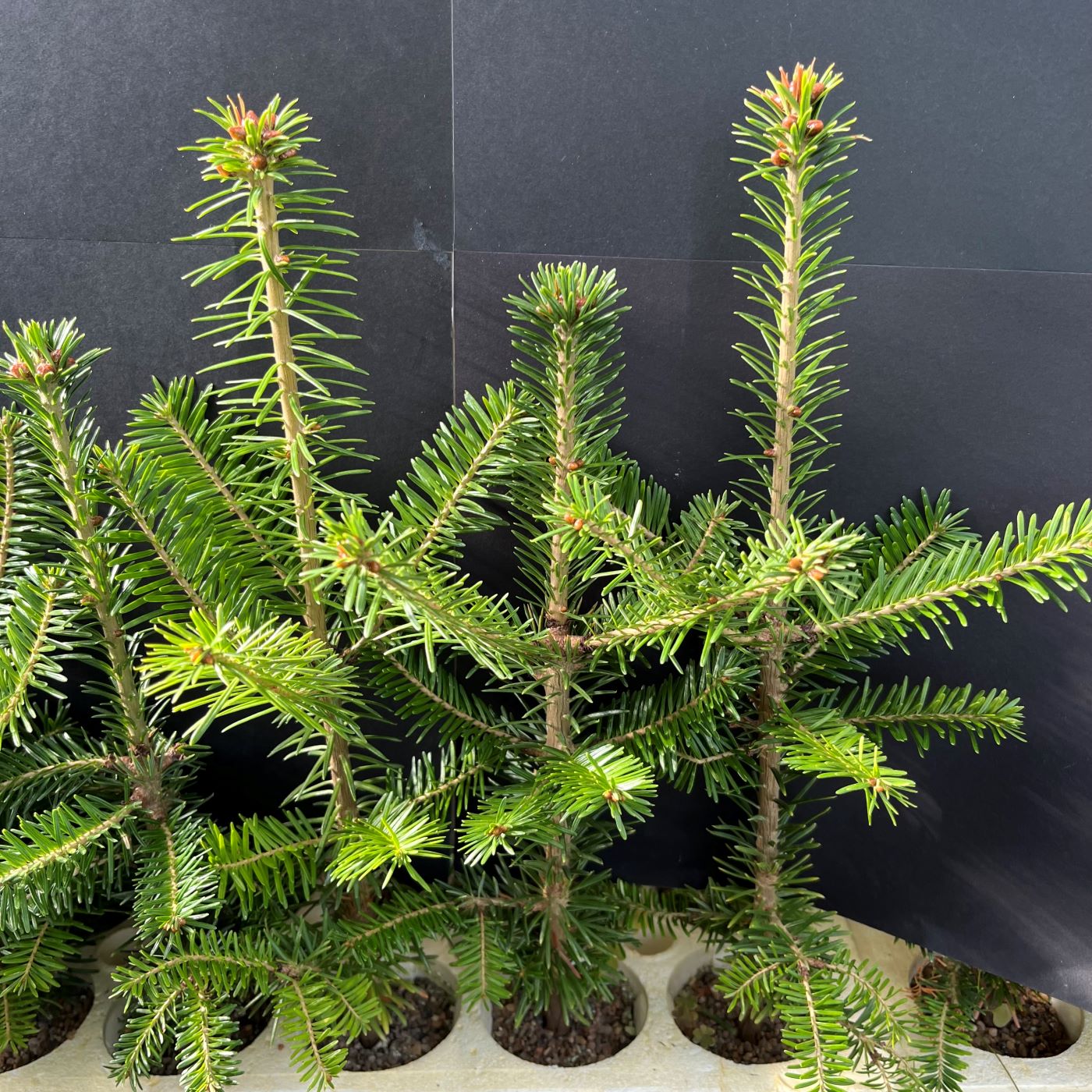 Fir, Fraser (8 cui Conifer)