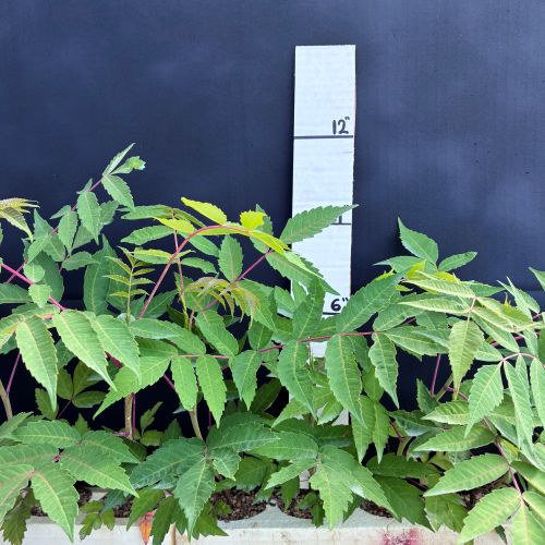 Sumac, Smooth (20 cui Shrub)