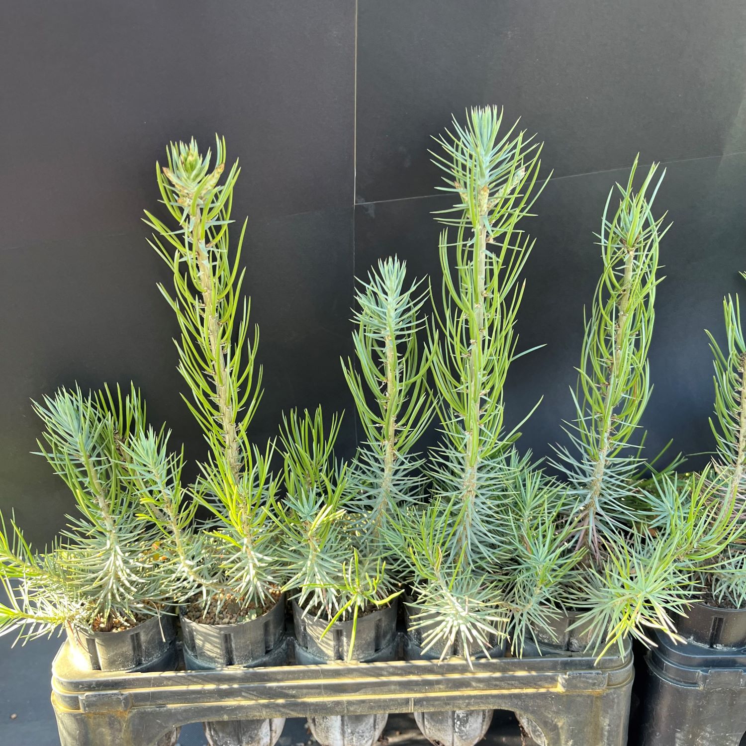 Pine, Pinyon (20 cui Conifer)