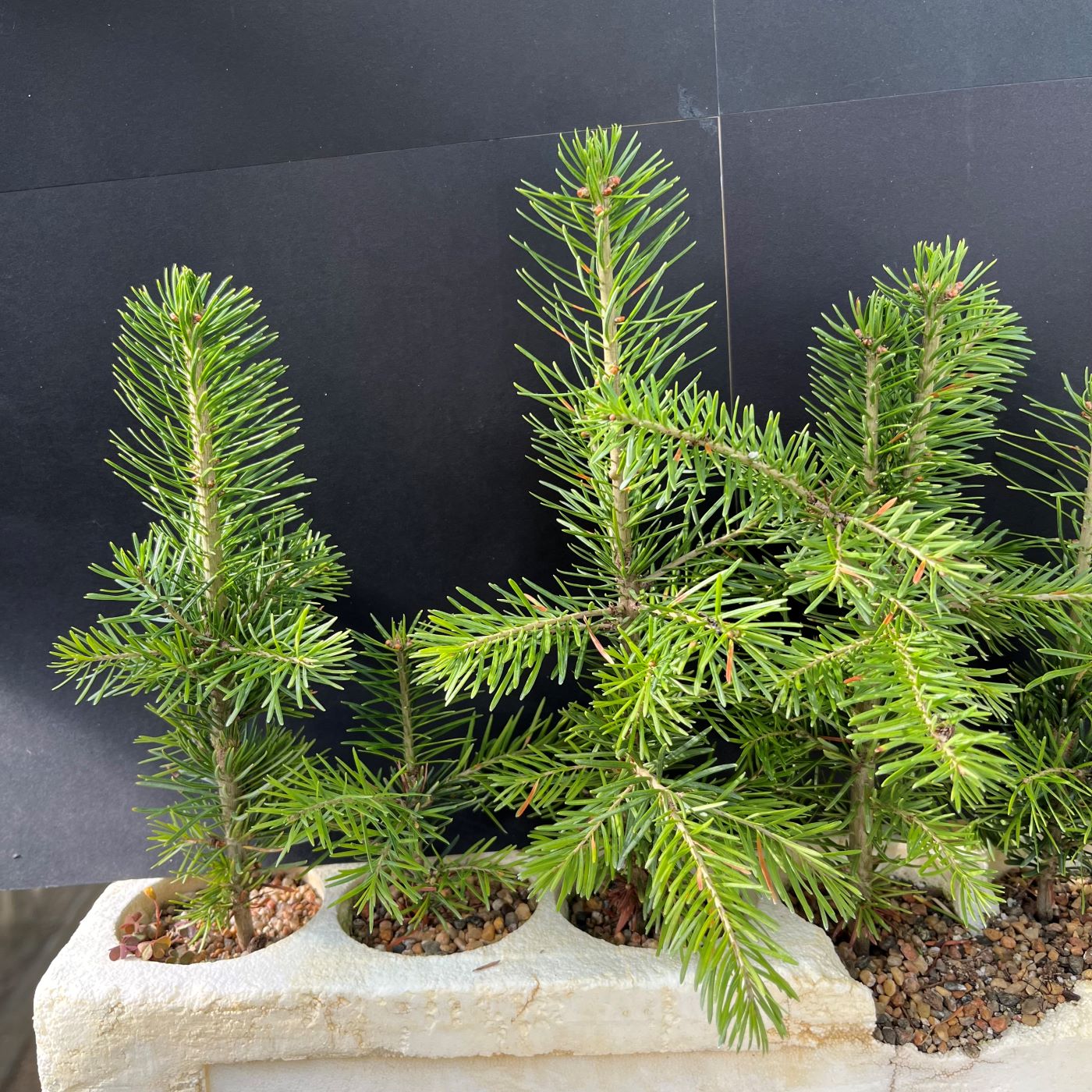 Fir, Subalpine (20 cui Conifer)