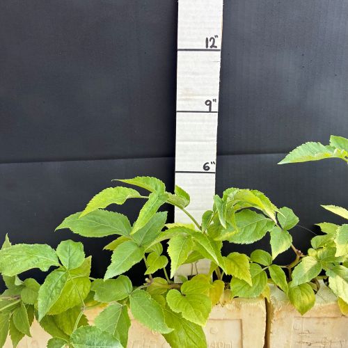 Elderberry, Black (20 cui Shrub)