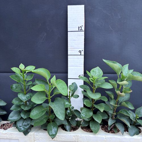 Lilac, Purple (20 cui Shrub)