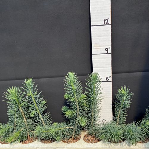 Spruce, Mongolian (20 cui Conifer)