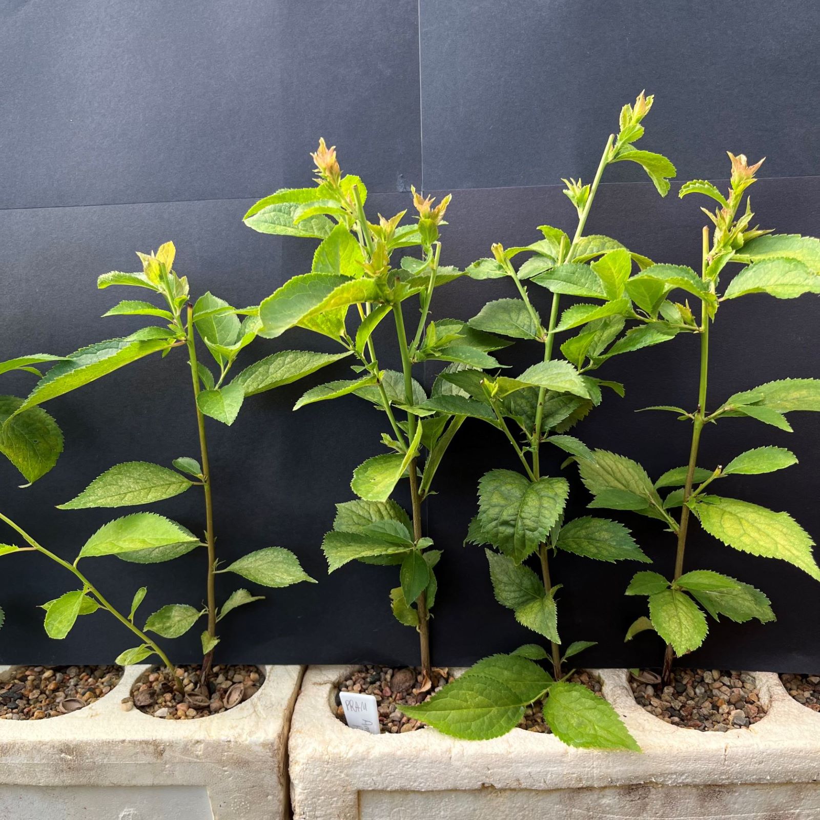 Plum, American (20 cui Shrub)