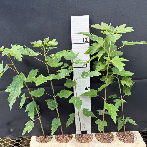 Maple, Silver (20 cui Deciduous)