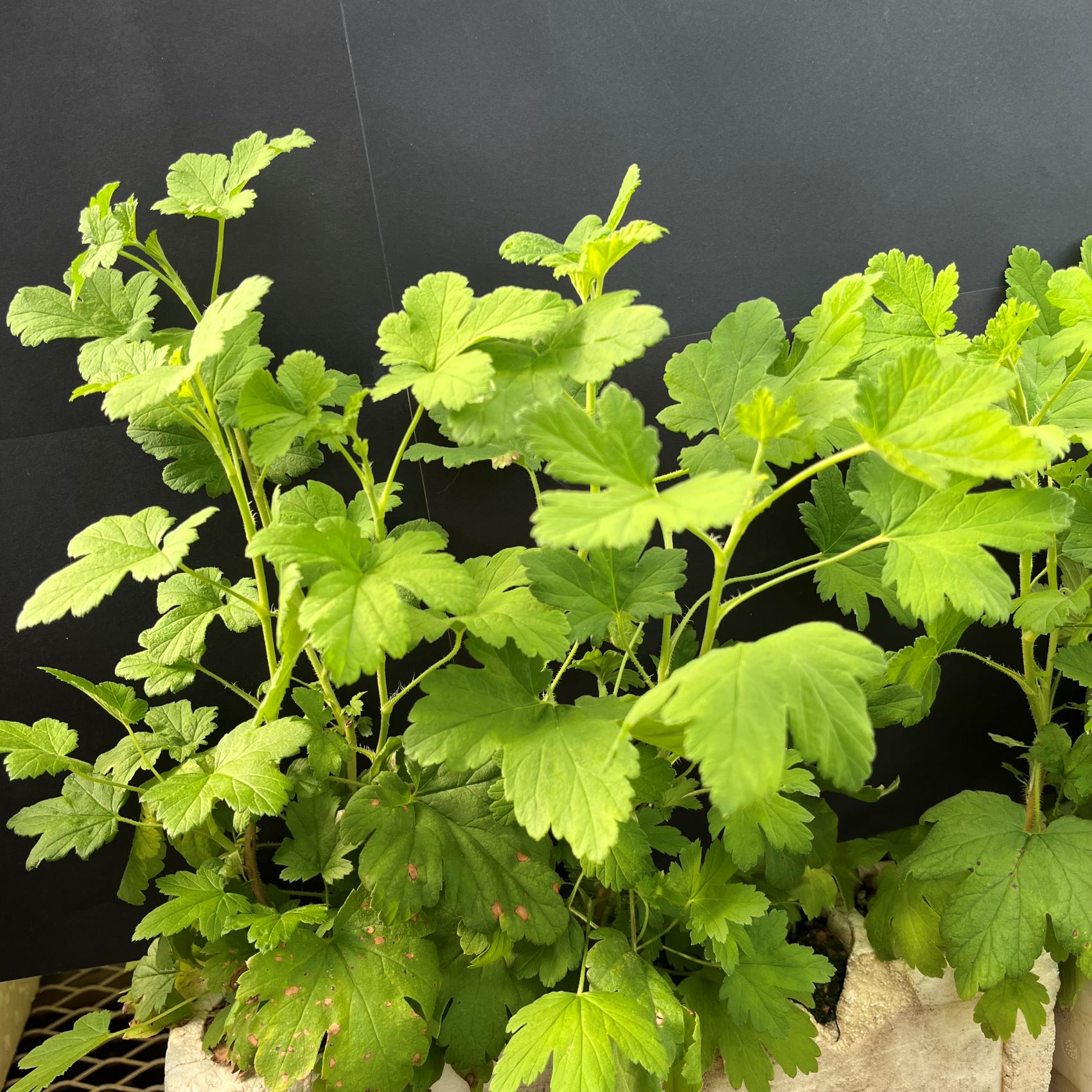 Currant, Red Flowering (20 cui Shrub)