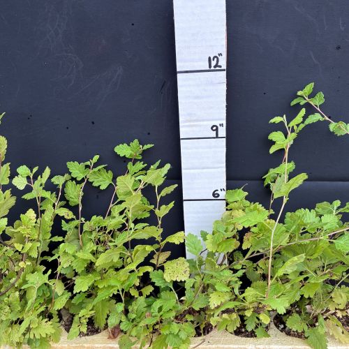 Oceanspray (20 cui Shrub)