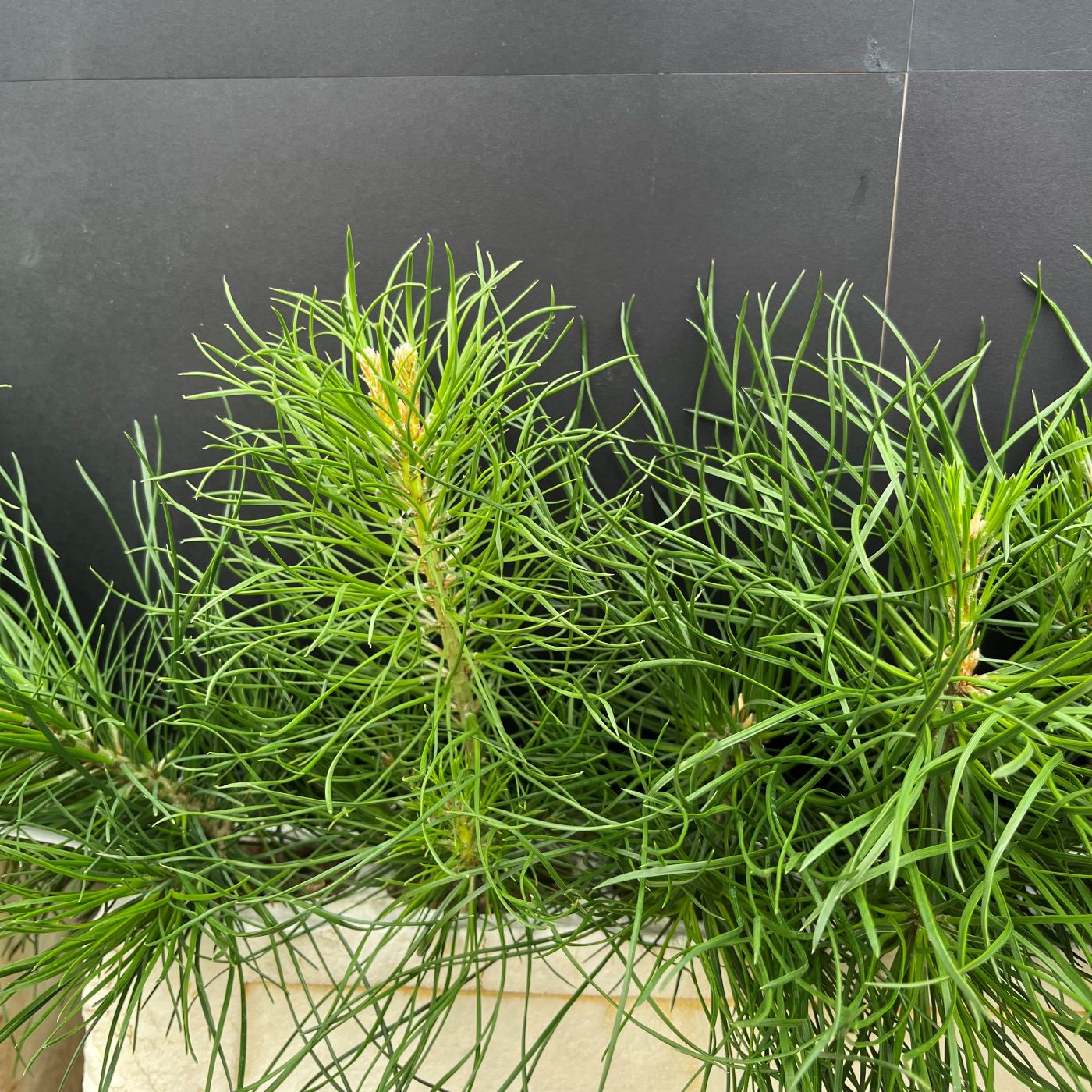 Pine, Scotch (20 cui Conifer)