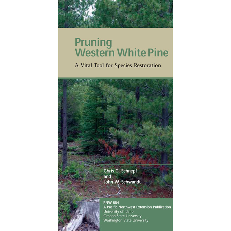 Pruning Western White Pine: A Vital Tool for Species Restoration